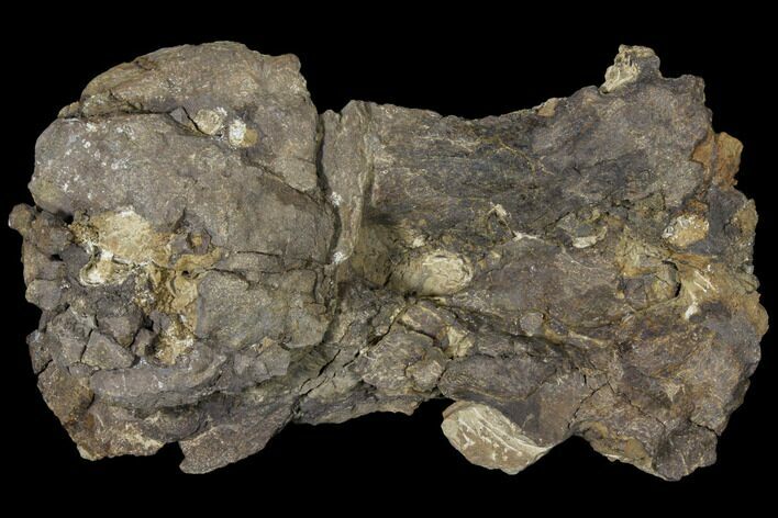 Unprepared Sauropod Dorsal Vertebra - Morrison Formation #120337